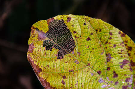 Pattern of exposed veins of a fallen leafの写真素材