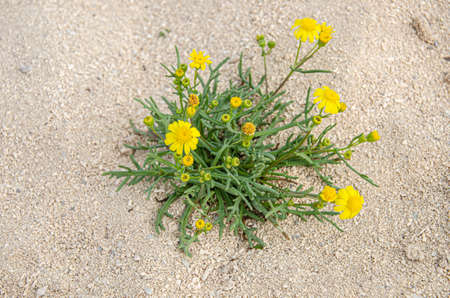 Wild flowers found in the desert in Qatar