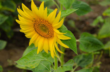 Sunflower cultivation in Dawangere, Indiaの写真素材