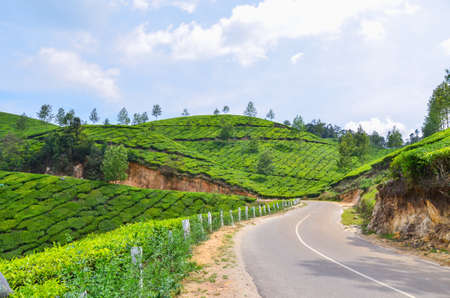 Country road winding through a tea garden at Munnar, India