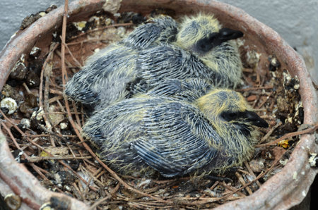 Newly hatched Baby Pigion (Squabs)の写真素材