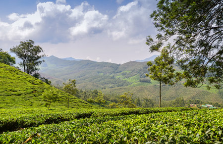 Tea gardens at Munnar,Kerala,  Indiaの写真素材