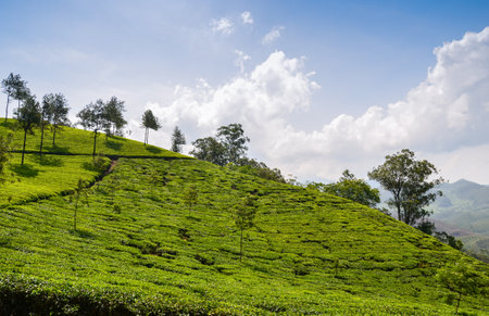 Tea gardens at Munnar,Kerala,  Indiaの写真素材