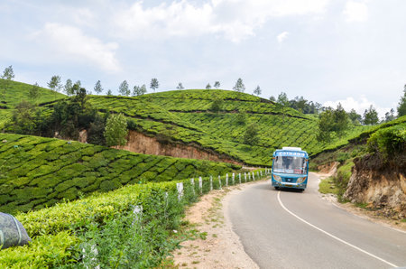 Country road winding through a tea garden at Munnar, Indiaの写真素材