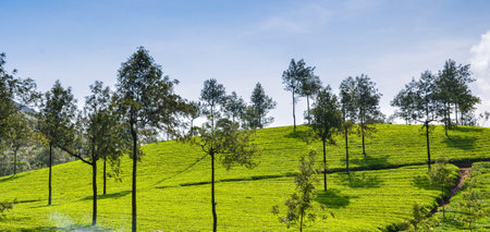 Tea gardens at Munnar,Kerala,  Indiaの写真素材
