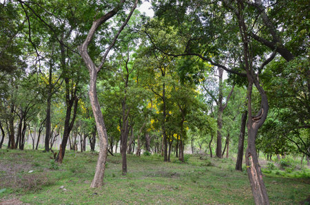 Sandalwood forest at Marayoor, near Munnar, Kerala, Indiaの写真素材