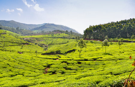 Tea gardens at Munnar,Kerala,  Indiaの写真素材
