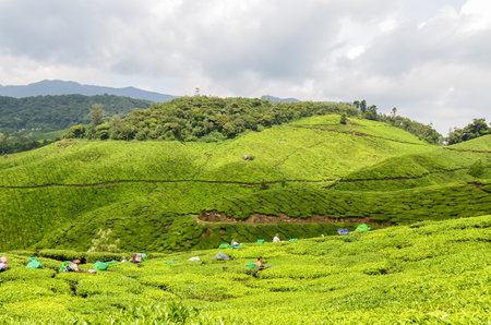 Tea Gardens at Munnar, Kerala, Indiaの写真素材
