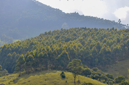 Misty mountains of Munnar, Kerala, Indiaの写真素材