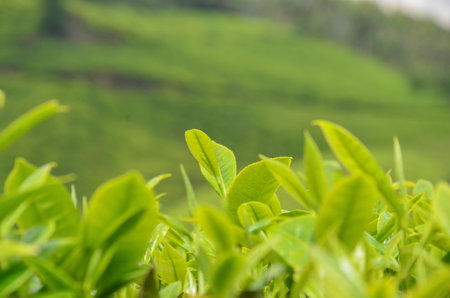 Tea Gardens at Munnar, Kerala, Indiaの写真素材