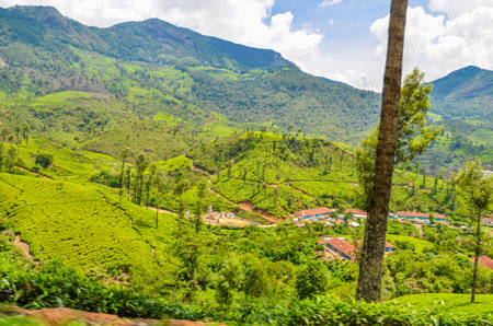 Tea Gardens at Munnar, Kerala, Indiaの写真素材