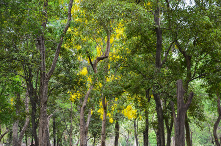 Sandalwood forest at Marayoor, near Munnar, Kerala, Indiaの写真素材