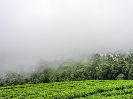 Tea gardens on the misty mountains of Ooty in Indiaの写真素材