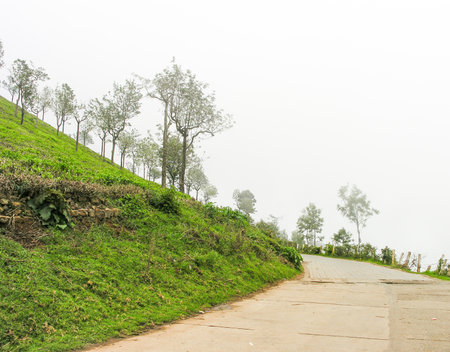 Tea gardens on the misty mountains of Ooty in Indiaの写真素材