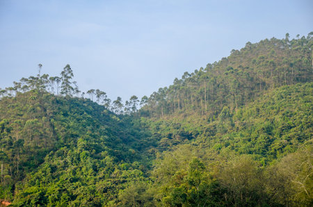 Hills with eucalyptus trres on the slopesの写真素材