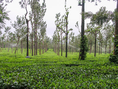 Lush green tea gardens at Ooty, India with silver oak treesの写真素材