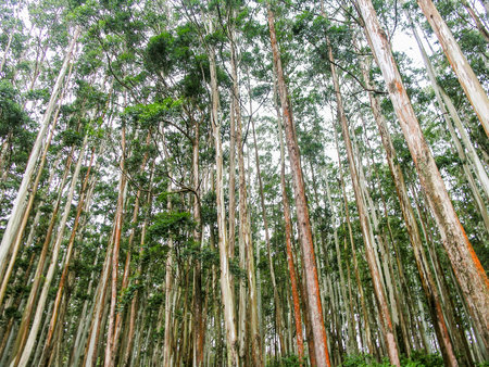 Eucalyptus forest at Ooty, Indiaの写真素材