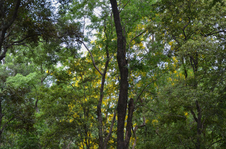 Sandalwood forest at Marayoor, near Munnar, Kerala, Indiaの写真素材
