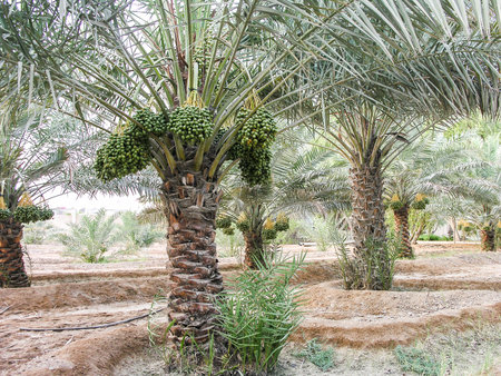 Date palms with bunches of datesの写真素材