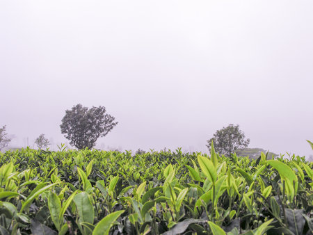 Tea gardens on the misty mountains of Ooty in Indiaの写真素材