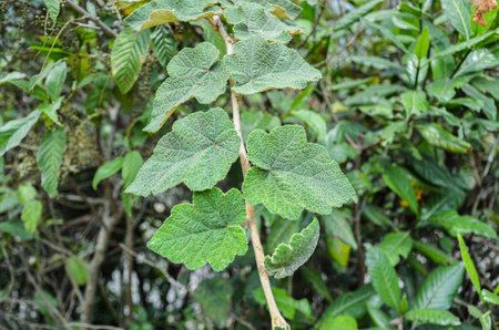 Textured pattern on green vine leavesの写真素材