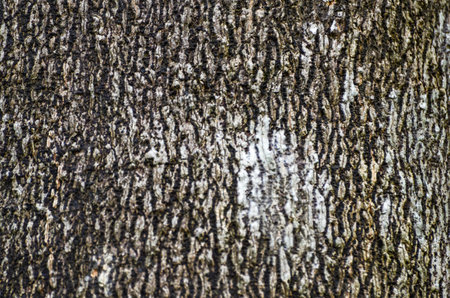 Pattern on an old tree barkの写真素材