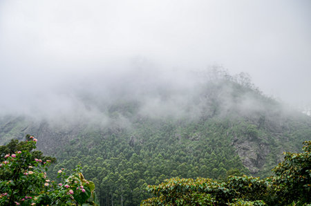 Misty mountains of Munnar, Kerala, Indiaの写真素材