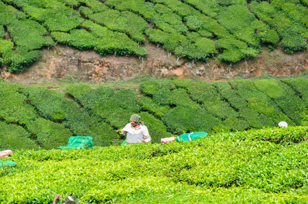 Tea Gardens at Munnar, Kerala, Indiaの写真素材