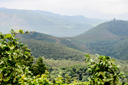 Tea Gardens at Munnar, Kerala, Indiaの写真素材