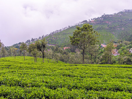 Tea gardens on the misty mountains of Ooty in Indiaの写真素材