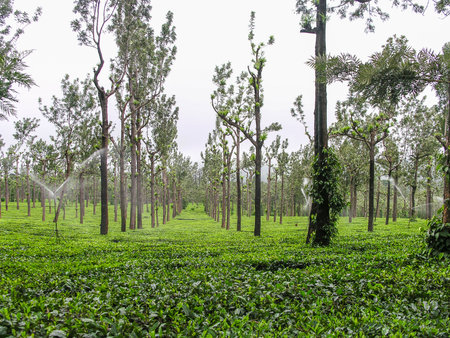 Lush green tea gardens at Ooty, India with silver oak treesの写真素材