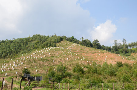 Tea Gardens at Munnar, Kerala, Indiaの写真素材