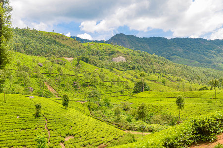 Tea Gardens at Munnar, Kerala, Indiaの写真素材