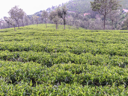 Tea gardens on the misty mountains of Ooty in Indiaの写真素材
