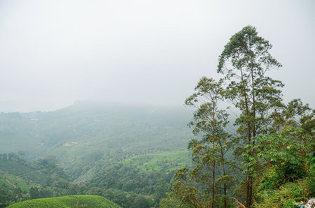 Misty mountains of Munnar, Kerala, Indiaの写真素材