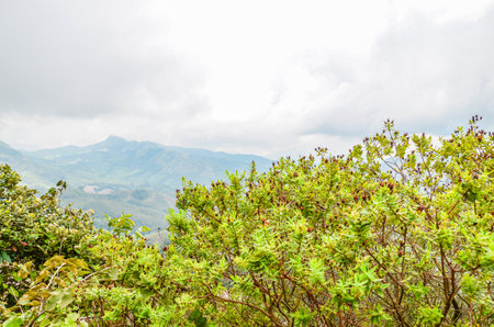 Majestic misty mountains of Munnar, Kerala, Indiaの写真素材