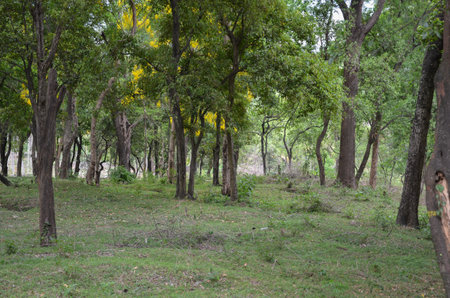Sandalwood forest at Marayoor, near Munnar, Kerala, Indiaの写真素材