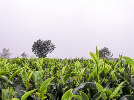 Tea gardens on the misty mountains of Ooty in Indiaの写真素材