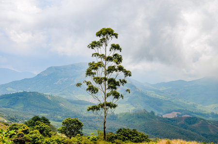 Rocky hills  of Munnar, Kerala, Indiaの写真素材