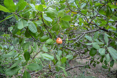 Cashew apples on treeの写真素材