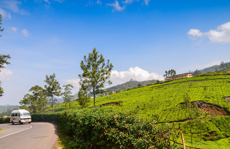 Tea gardens at Munnar,Kerala,  Indiaの写真素材