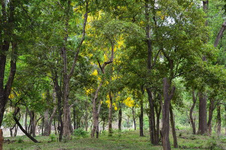 Sandalwood forest at Marayoor, near Munnar, Kerala, Indiaの写真素材