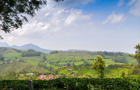Tea gardens at Munnar,Kerala,  Indiaの写真素材