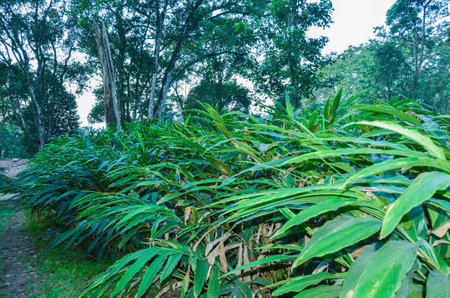 Cardamom plants with flowers and podsの写真素材