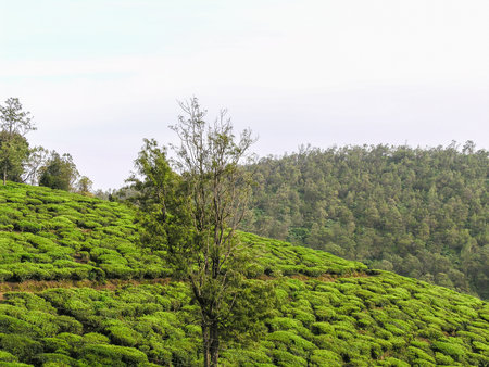 Tea gardens on the misty mountains of Ooty in Indiaの写真素材