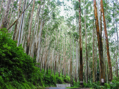 Eucalyptus tree plantation at Ooty, Indiaの写真素材