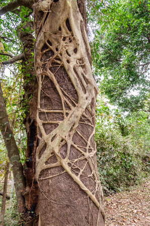 Roots of a parasitic plant clinging to a treeの写真素材