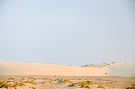 Desert landscape with desert shrubsの写真素材