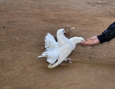 Hand feeding pigeons and dovesの写真素材