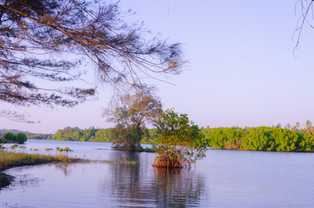 Backwaters at Battapady, Kanvatheertha, Keralaの写真素材